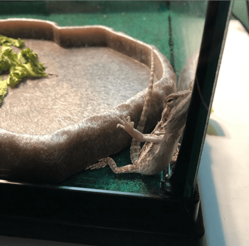 Credit_ @freddieyourbeardie on Insta